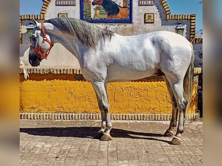 PRE Stallion 9 years 16,1 hh Grey-Dapple in Sevilla