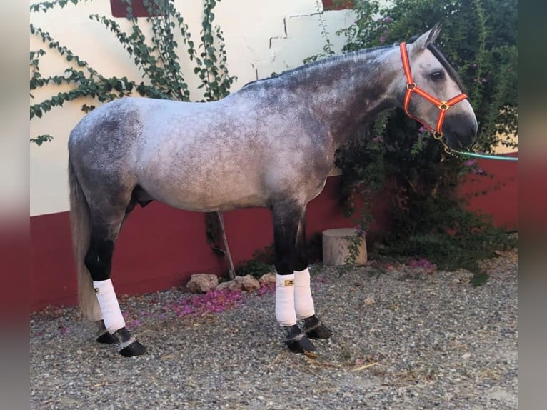 PRE Mix Stallion 9 years 16,1 hh Grey in AlcoluMalaga