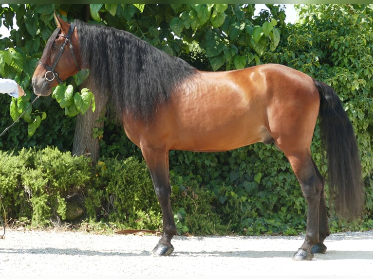 PRE Stallion 9 years 16,2 hh Bay in Granollers