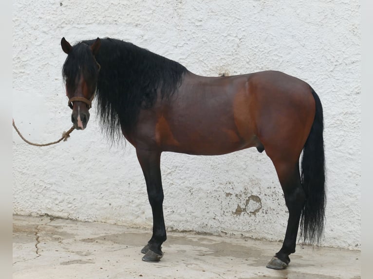 PRE Stallion 9 years 16,2 hh Bay in Granollers