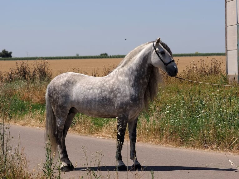 PRE Mix Stallion 9 years 16,2 hh Gray in Navas Del Madro&#xF1;o