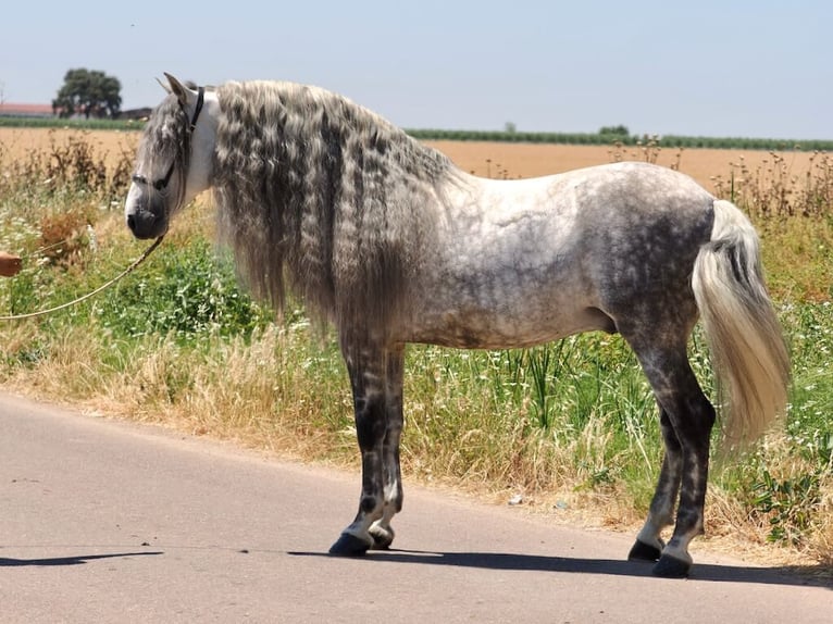 PRE Mix Stallion 9 years 16,2 hh Gray in Navas Del Madro&#xF1;o