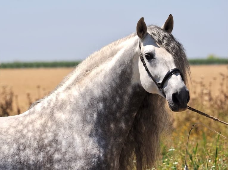 PRE Mix Stallion 9 years 16,2 hh Gray in Navas Del Madro&#xF1;o