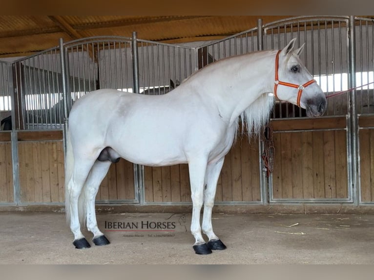 PRE Mix Stallion 9 years 16,2 hh Grey in Navas Del Madroño PRE Mix Stallion 9 years 16,2 hh Grey in Navas Del Madroño