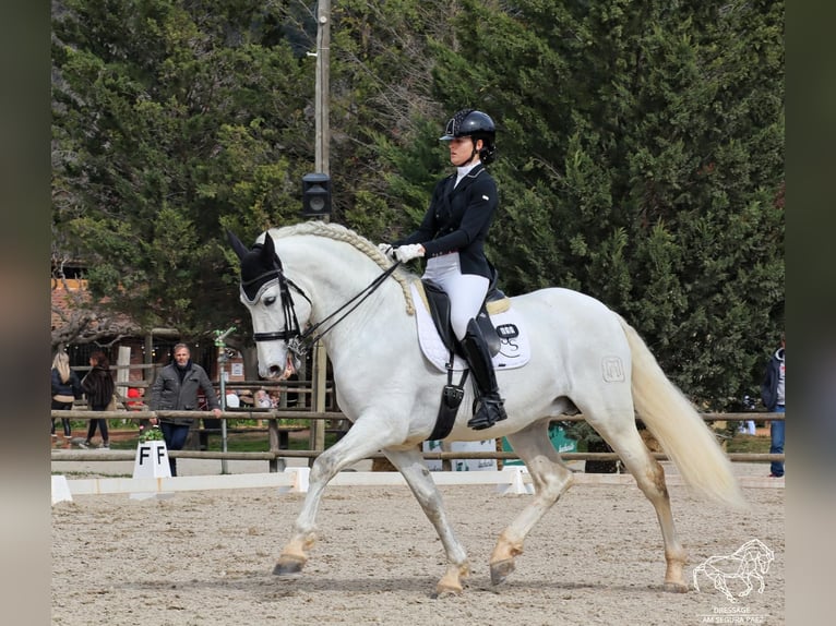 PRE Stallion 9 years 16,3 hh Grey in Barcelona