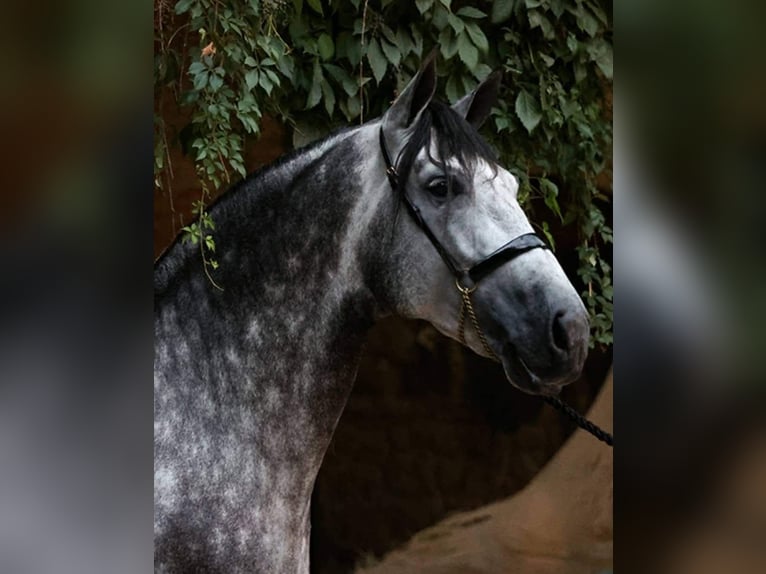 PRE Stallion 9 years 17 hh Gray in Caravaca De La Cruz