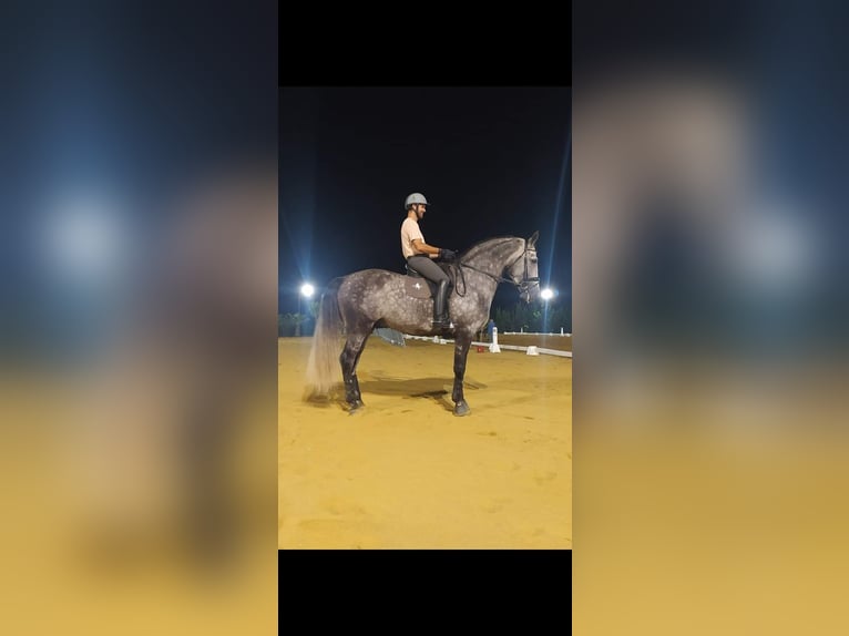 PRE Stallion 9 years 17 hh Gray in Caravaca De La Cruz