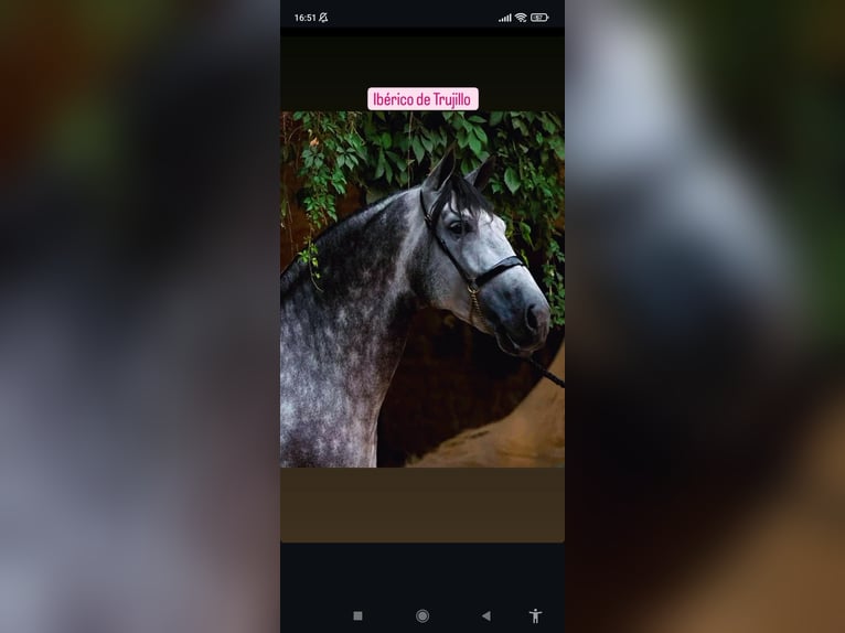 PRE Mix Stallion 9 years 17 hh Grey in Caravaca De La Cruz