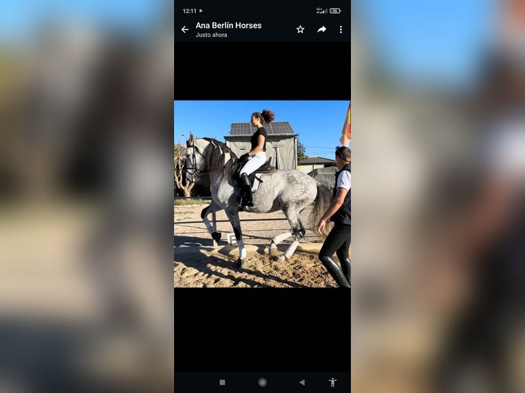PRE Mix Stallion 9 years 17 hh Grey in Caravaca De La Cruz