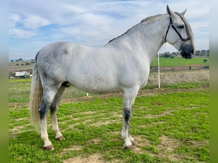 PRE Stallion 9 years 17 hh Grey-Fleabitten in NAVALVILLAR DE PELA