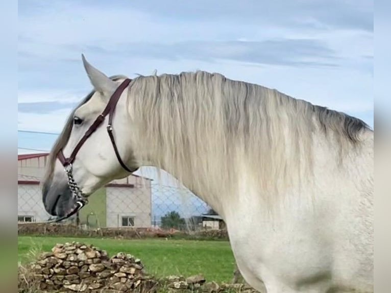 PRE Stallion 9 years 17 hh Grey-Fleabitten in NAVALVILLAR DE PELA