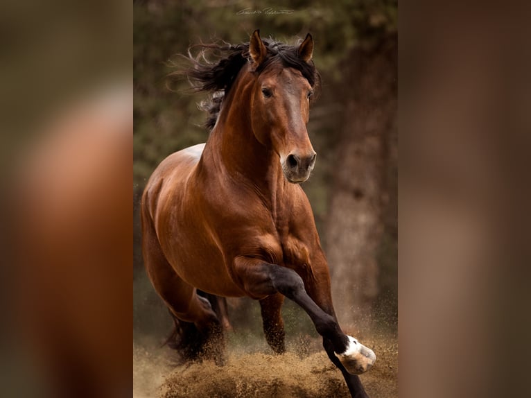 PRE Stallion 9 years 17 hh in El Catllar