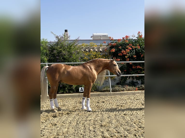 PRE Mix Stallion 9 years in Conil de la Frontera
