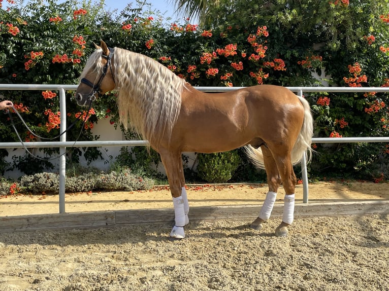 PRE Mix Stallion 9 years in Conil de la Frontera