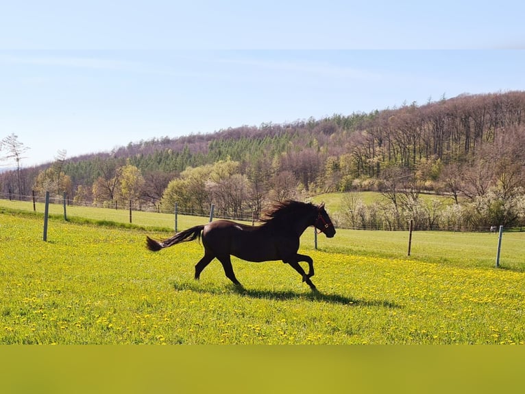 PRE Stallion in Menden