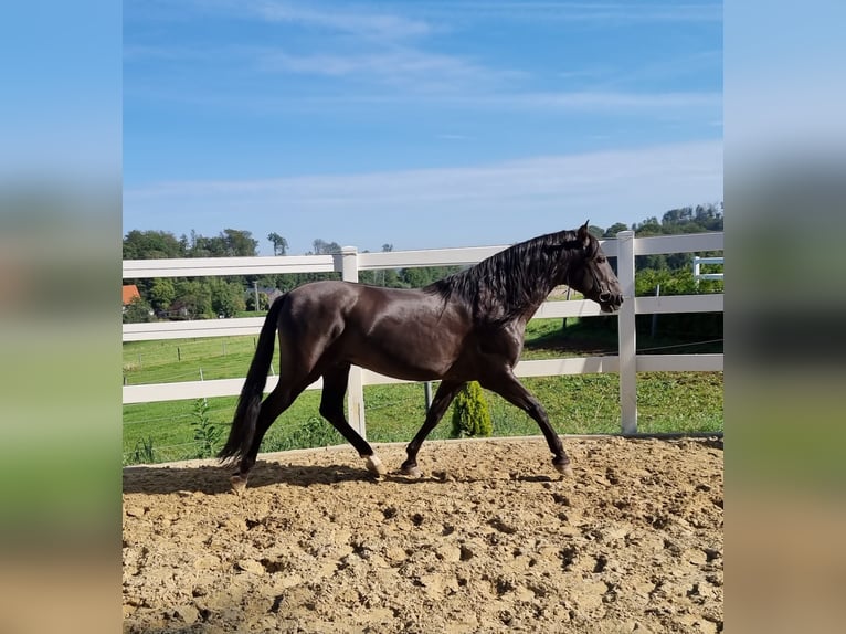 PRE Stallion in Menden