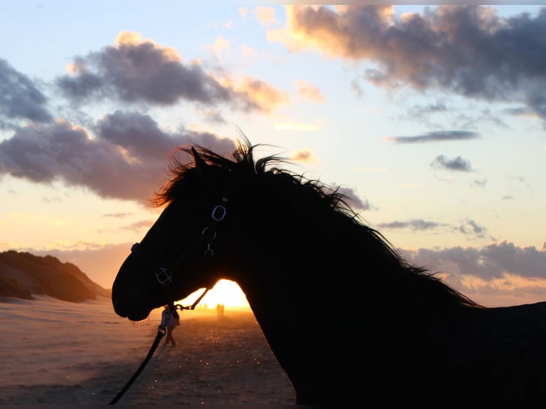 PRE Stallion Bay-Dark in Alveringem