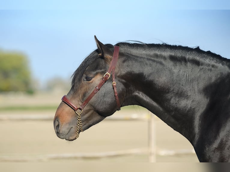 PRE Stallion Bay-Dark in Alveringem
