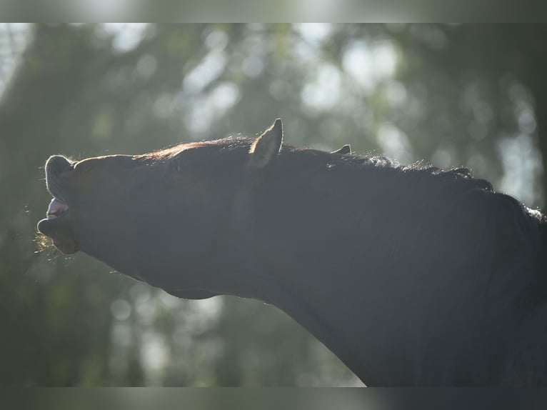 PRE Stallion Bay-Dark in Alveringem