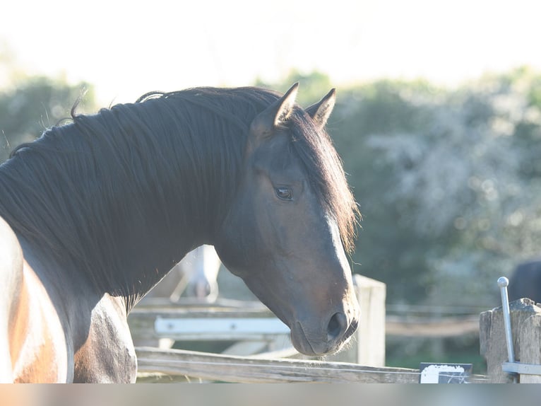 PRE Stallion Bay-Dark in Alveringem