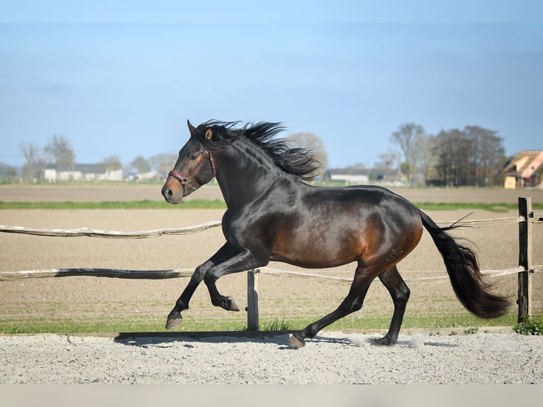 PRE Stallion Bay-Dark in Alveringem
