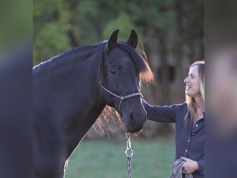 PRE Stallion Black in Großbartloff