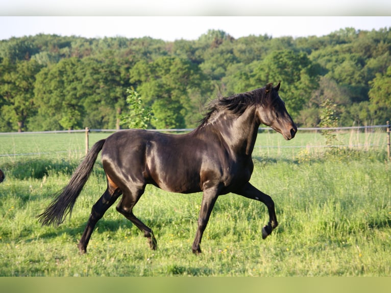 PRE Stallion Black in Großbartloff