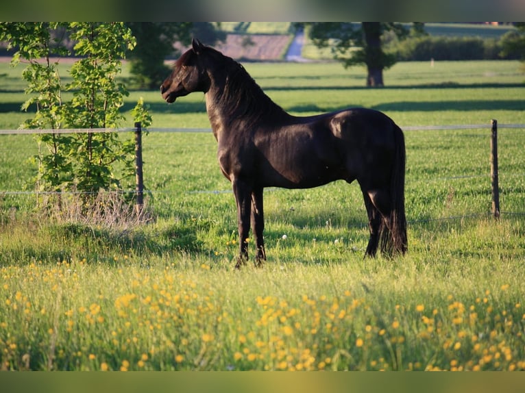 PRE Stallion Black in Großbartloff