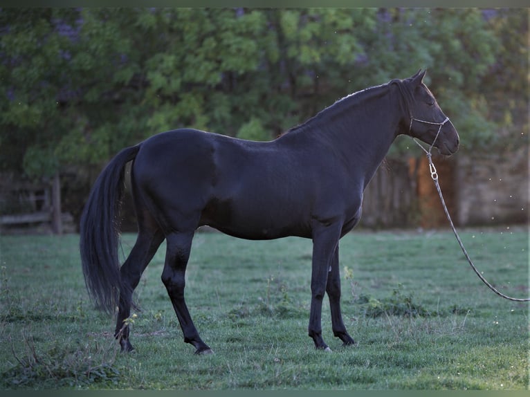 PRE Stallion Black in Großbartloff