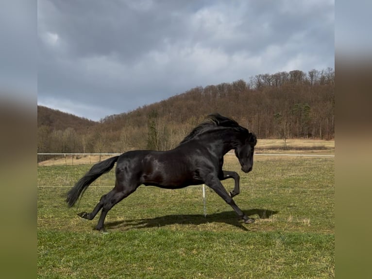 PRE Stallion Black in Großbartloff