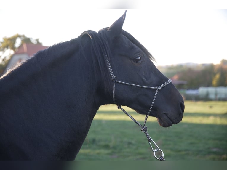 PRE Stallion Black in Großbartloff