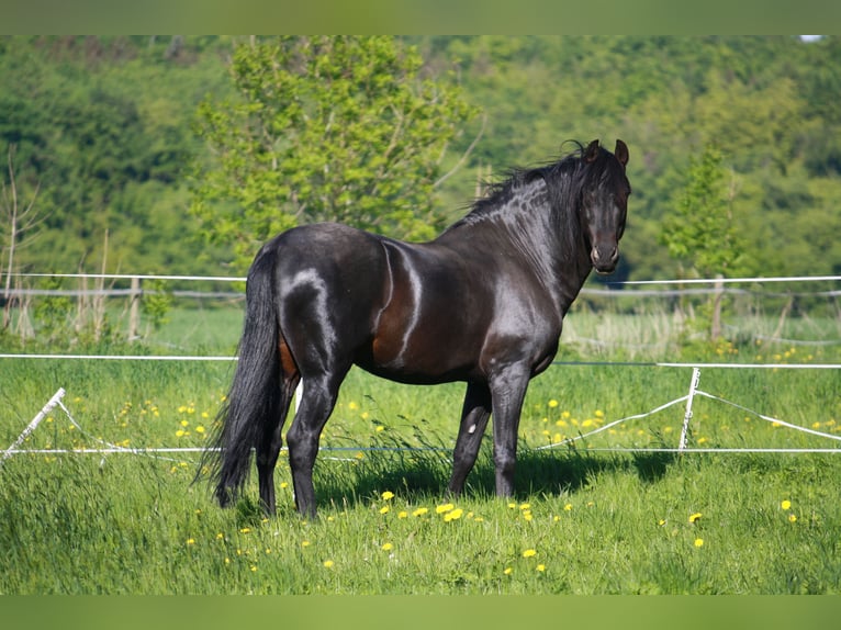 PRE Stallion Black in Großbartloff