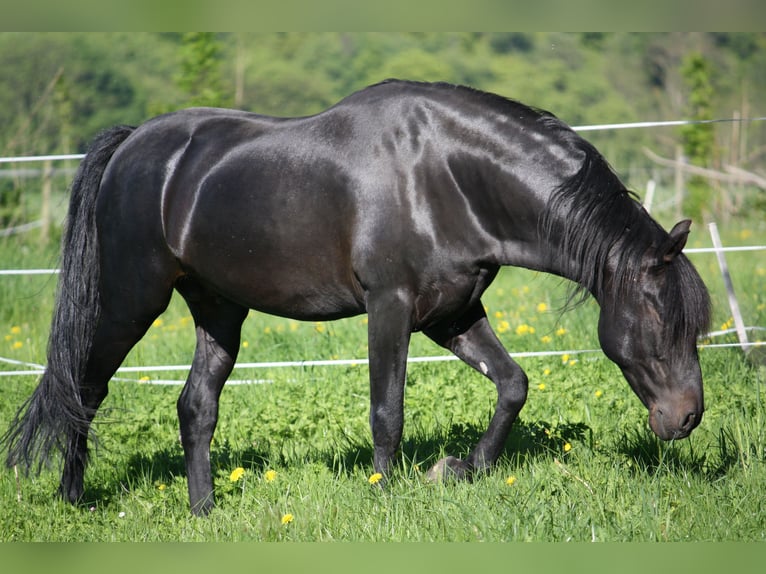 PRE Stallion Black in Großbartloff