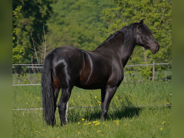 PRE Stallion Black in Großbartloff