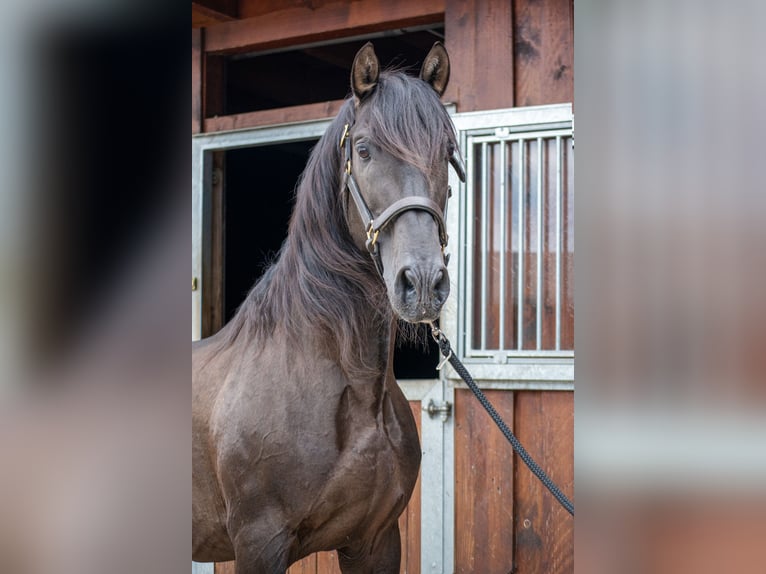 PRE Stallion Black in Menden