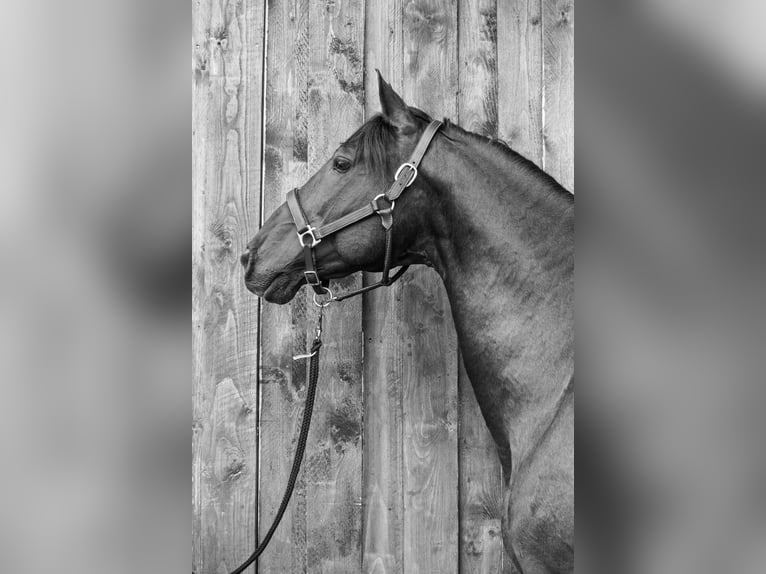 PRE Stallion Black in Menden