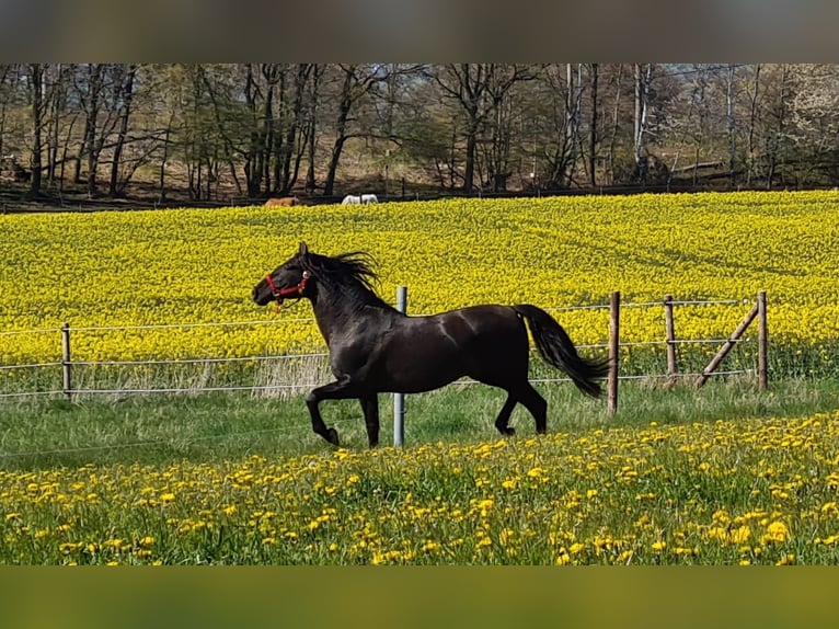 PRE Stallion Black in Menden