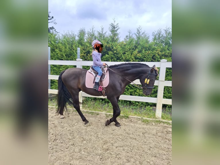 PRE Stallion Black in Menden