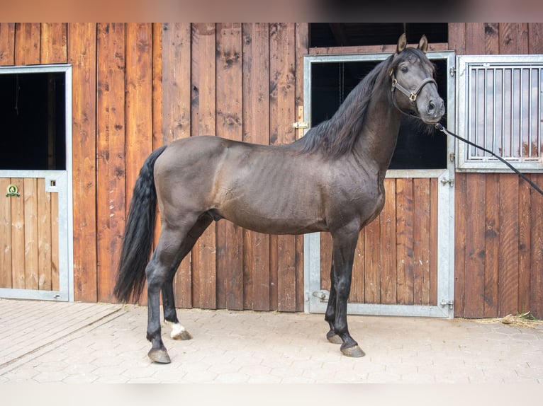 PRE Stallion Black in Menden