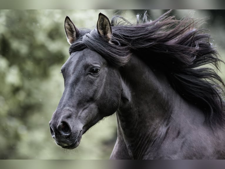 PRE Stallion Black in J&#xFC;lich