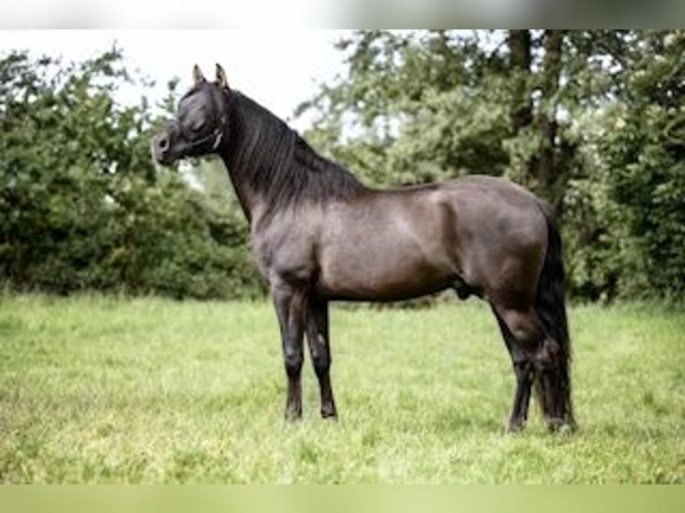 PRE Stallion Black in J&#xFC;lich