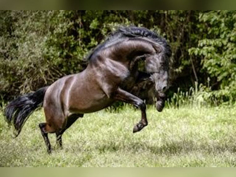 PRE Stallion Black in J&#xFC;lich