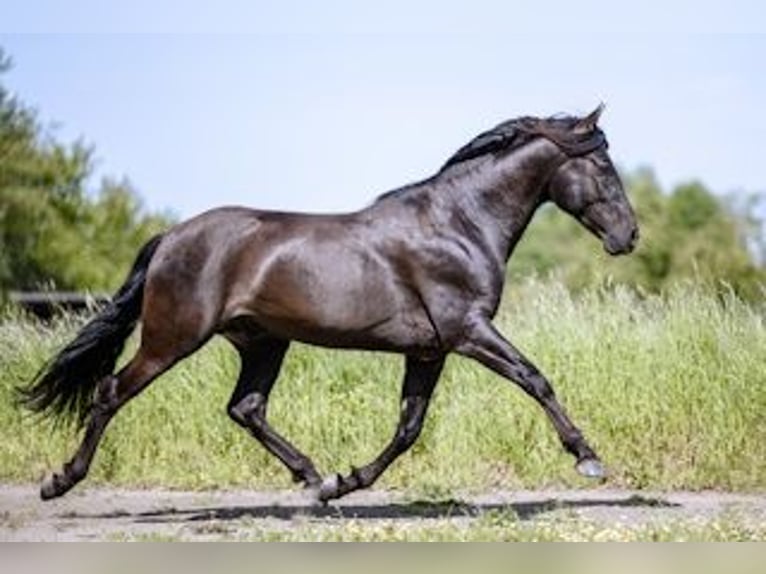 PRE Stallion Black in J&#xFC;lich