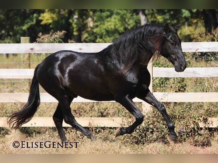 PRE Stallion Black in Ocala, FL