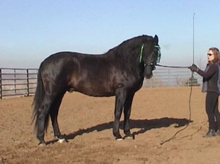 PRE Stallion Black in Ocala, FL