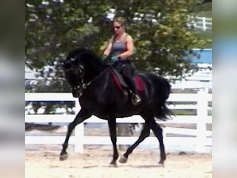 PRE Stallion Black in Ocala, FL