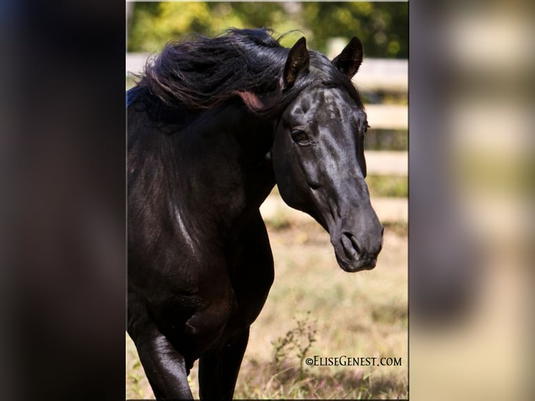 PRE Stallion Black in Ocala, FL