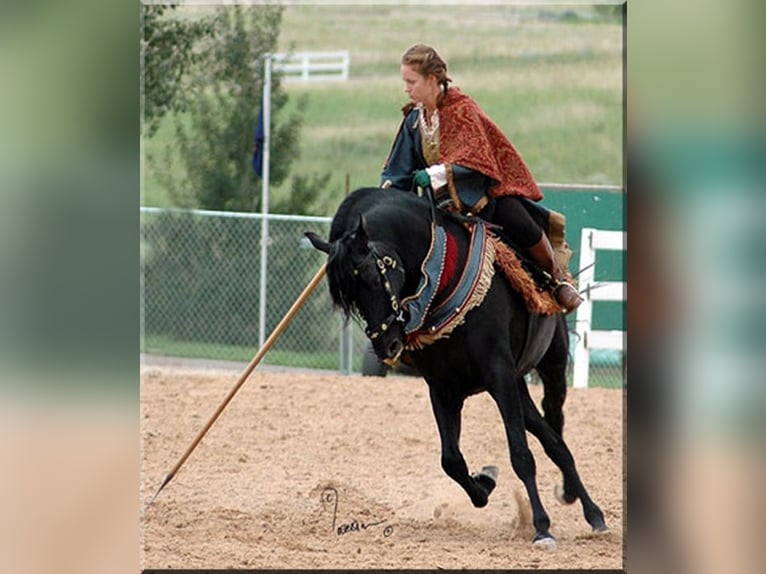 PRE Stallion Black in Ocala, FL