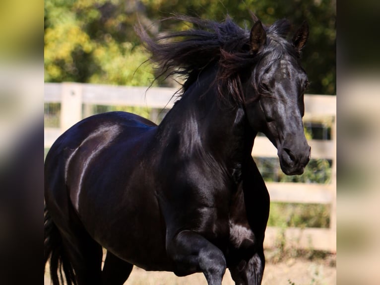 PRE Stallion Black in Ocala, FL