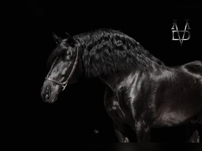 PRE Stallion Black in ORBEC